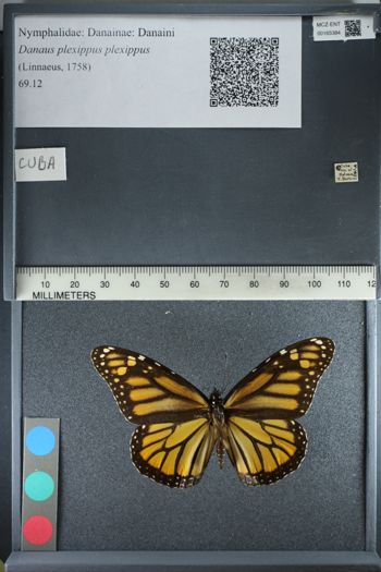 Media type: image;   Entomology 165384